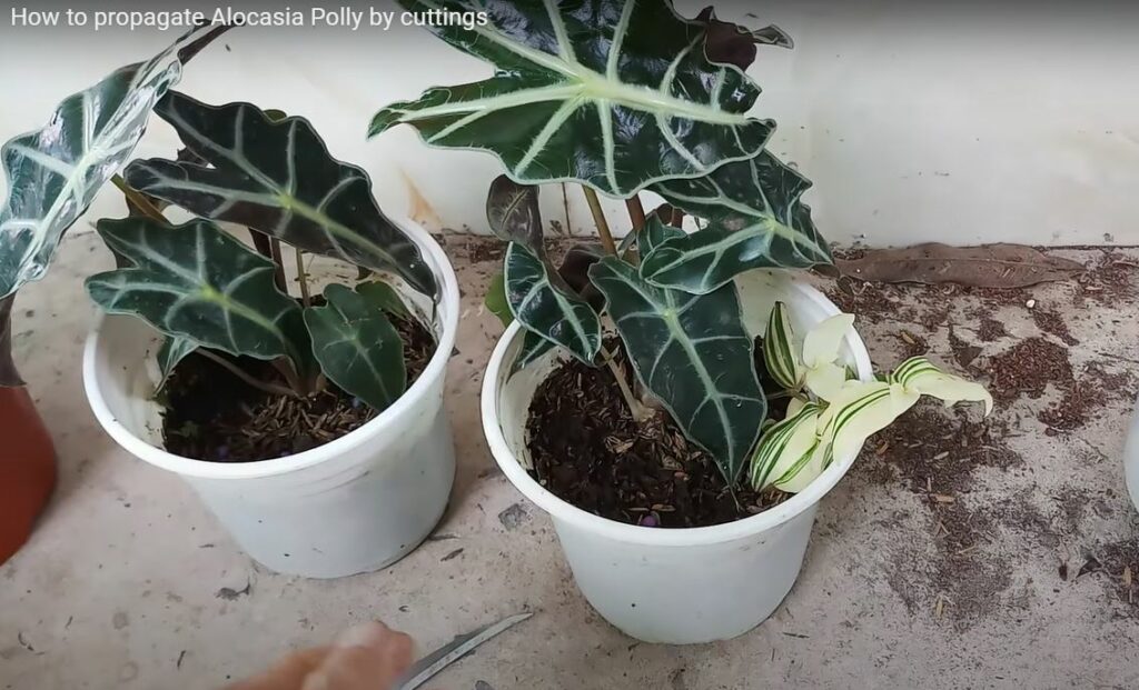 Alocasia Growing in a Pot