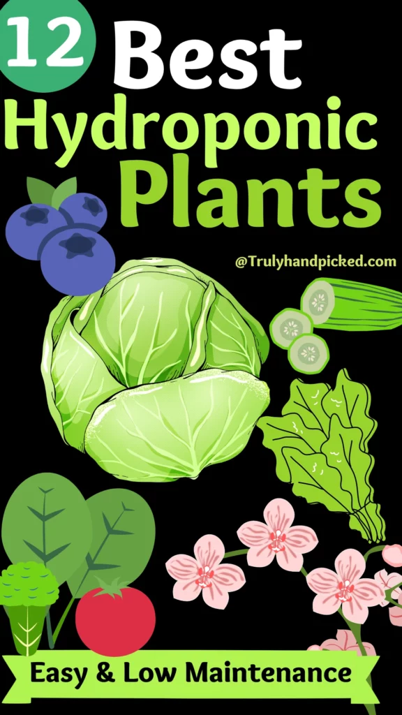 Best Hydroponic Plants to Try New Set of Veggies, Herbs Fruits