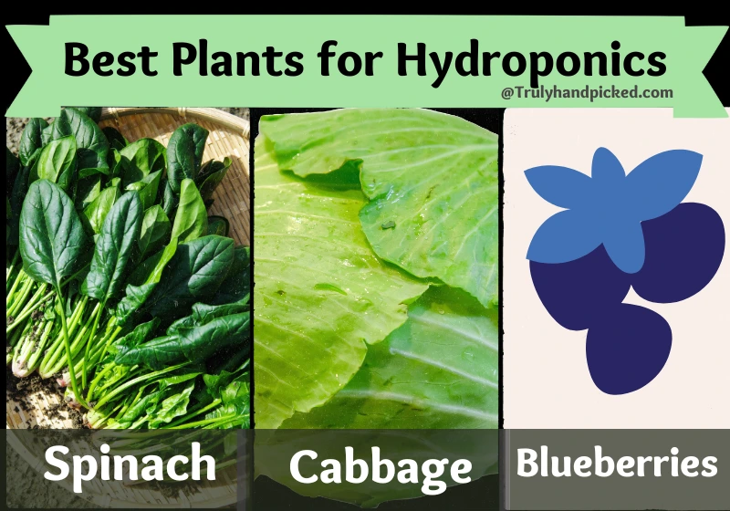 Best Plants for Hydroponics Part 1 Spinach Cabbage Blueberry