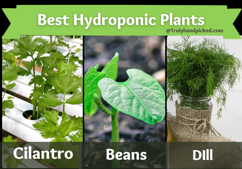 Best Veggies and Herbs Hydroponic Plants Cilantro Dill Beans