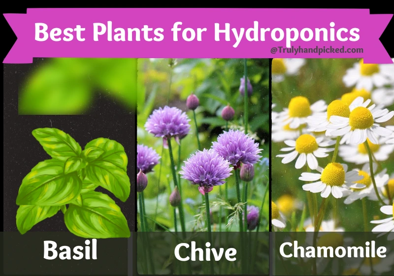 Promising Plants for Hydroponics: 12 Best Veggies & Fruits (Pics)