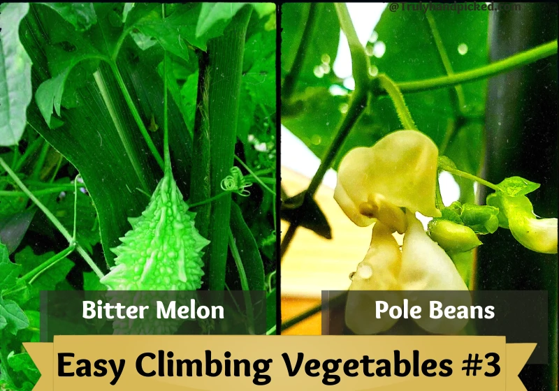 Bitter Melon Pole Beans Winter Squash Easy Vertical Garden Climbing Plants
