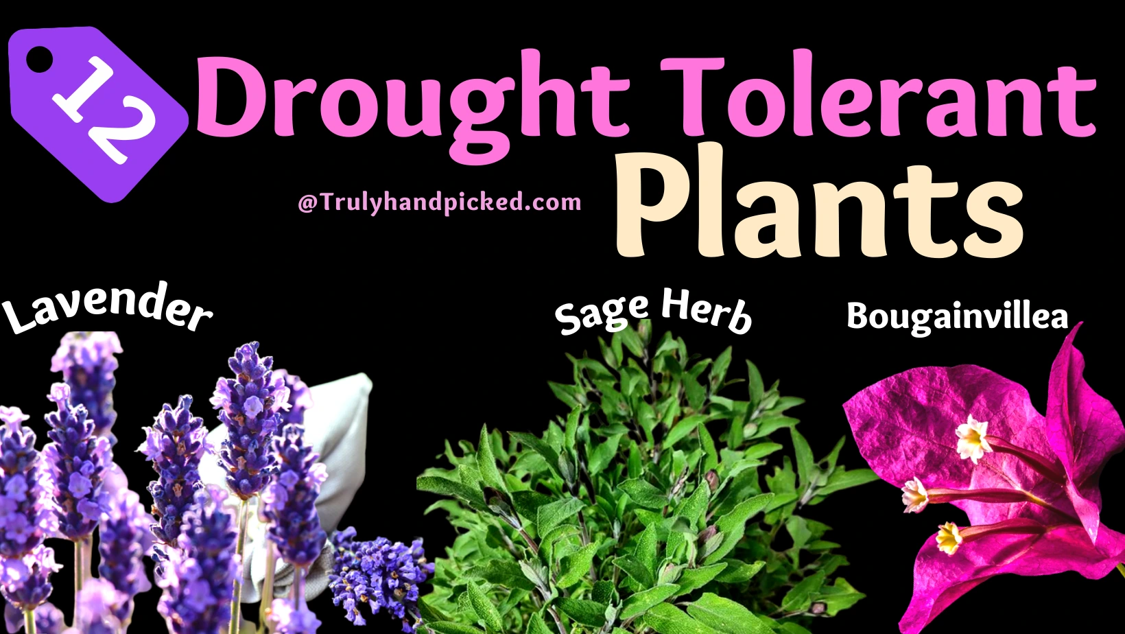 Drought Tolerant Plants That Require Less Watering Lavender Sage Bougainvillea