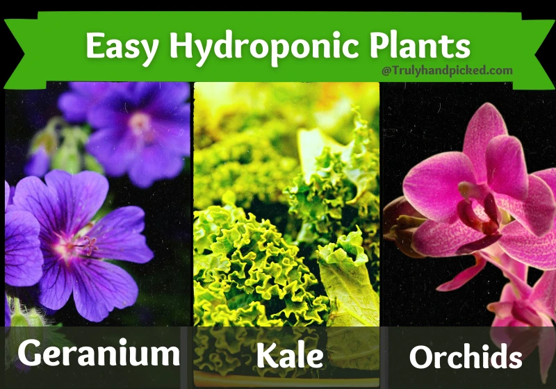 Easy Hydroponic Plants for Your System Kale Orchids Geranium