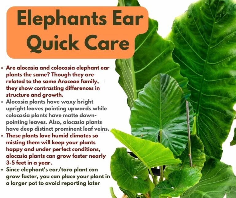 Alocasia / Elephant Ear Plant Care & Propagation Plantcare365