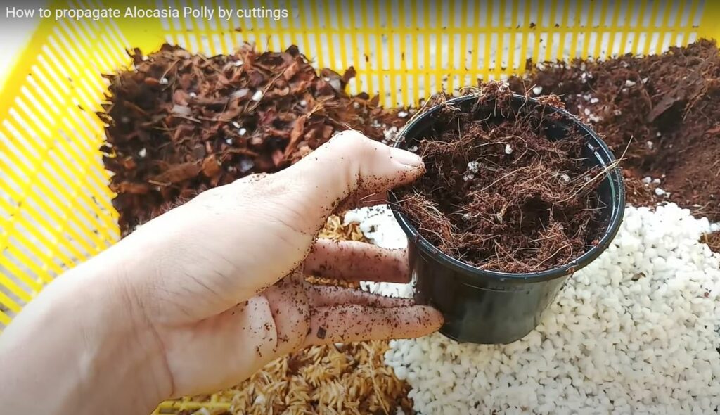 Get the potting mix ready for Alocasia