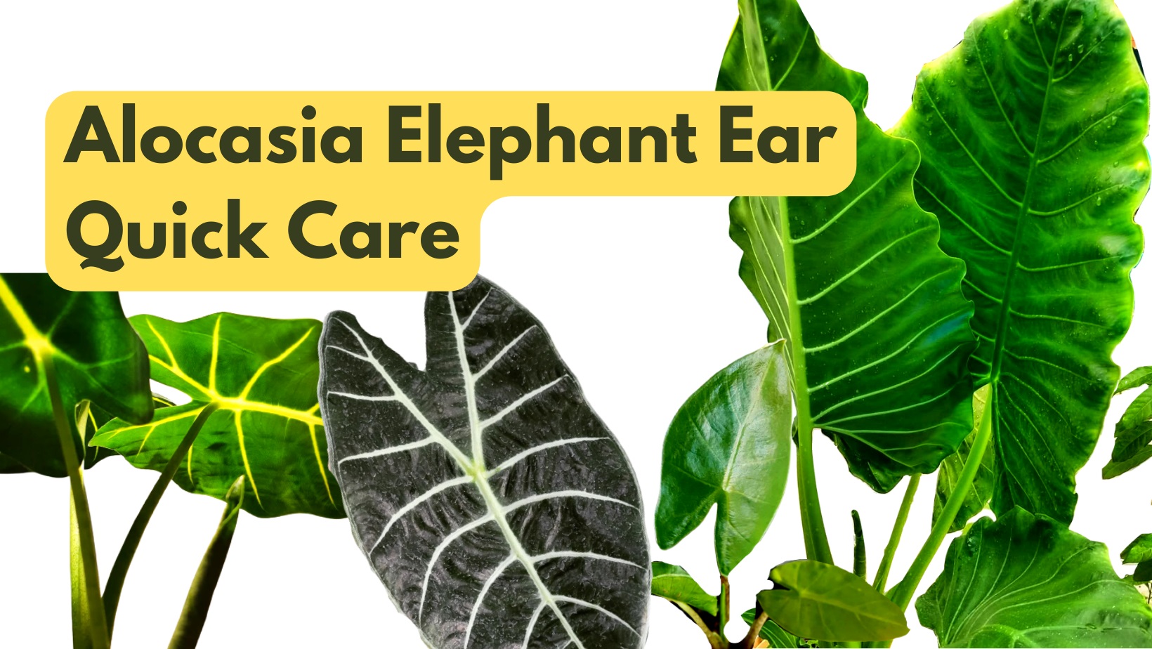 How to Care for Alocasia Plant Elephants Ear Plant Care
