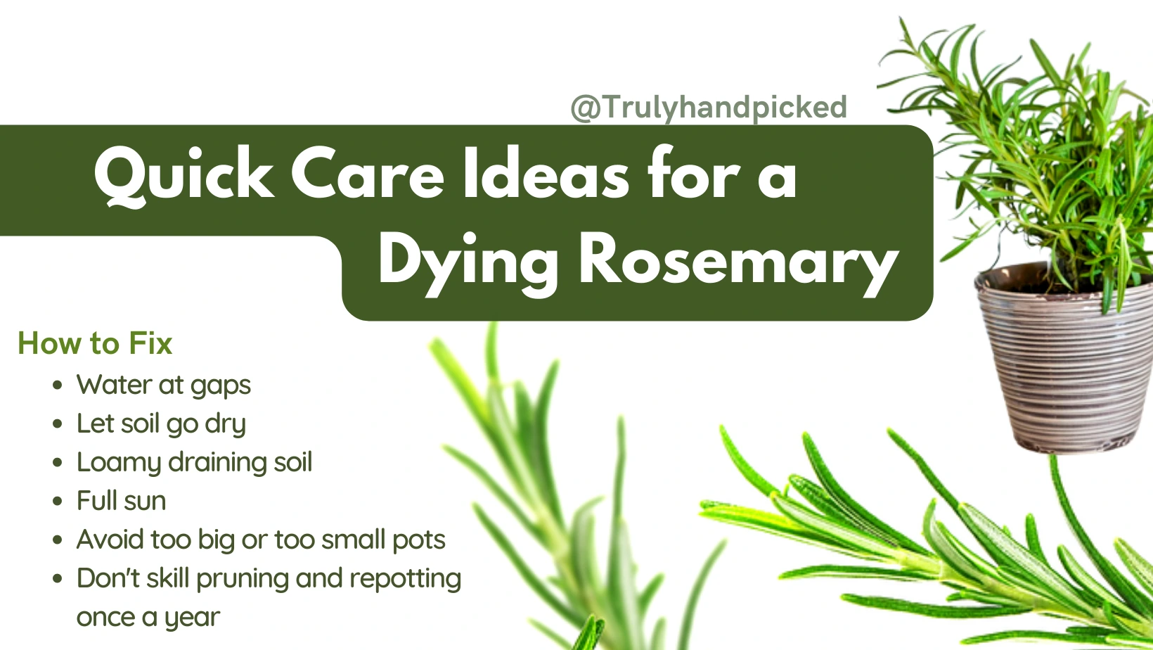 Revive: How to Care for a Dying Rosemary