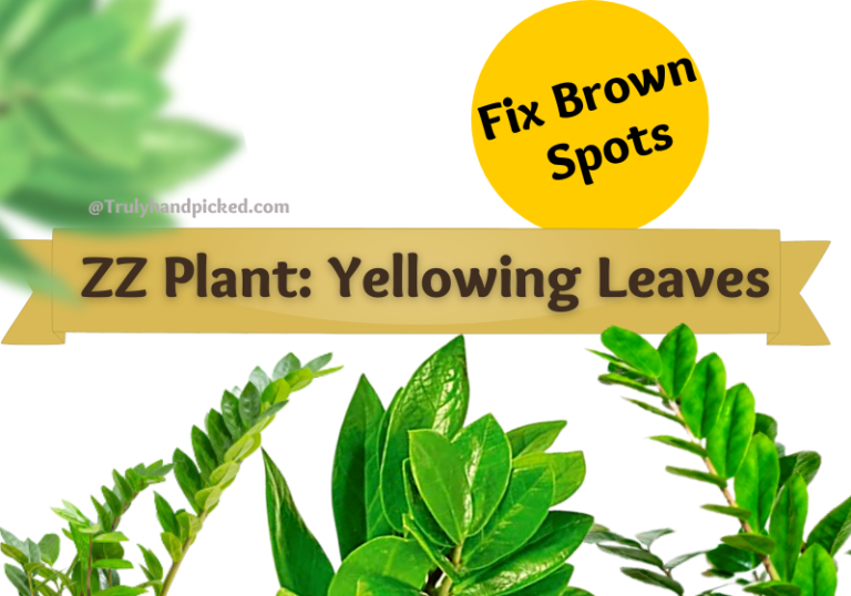 Brown Spots & Yellowing Leaves: ZZ Plant Complete Care -Plantcare365