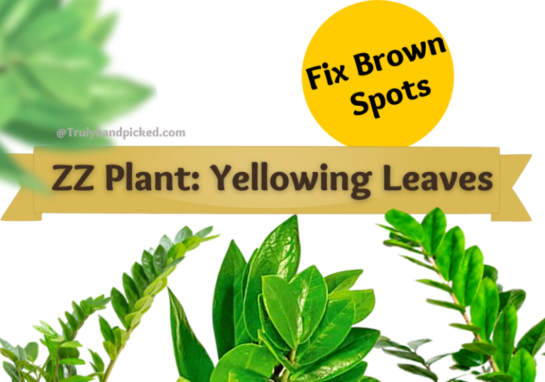 Brown Spots & Yellowing Leaves ZZ Plant Complete Care Plantcare365