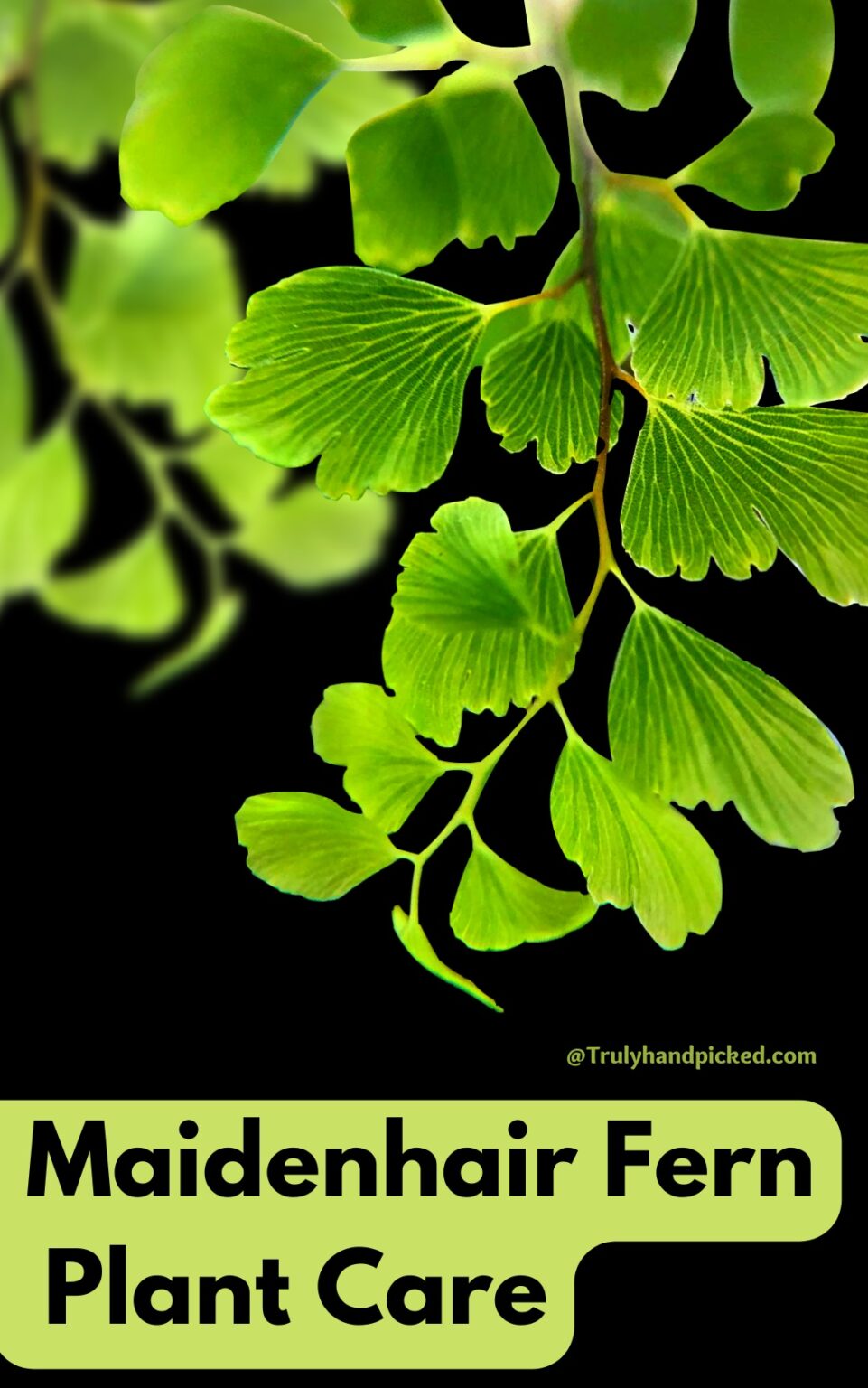Dying Maidenhair Fern Quick Care & Propagation Plantcare365