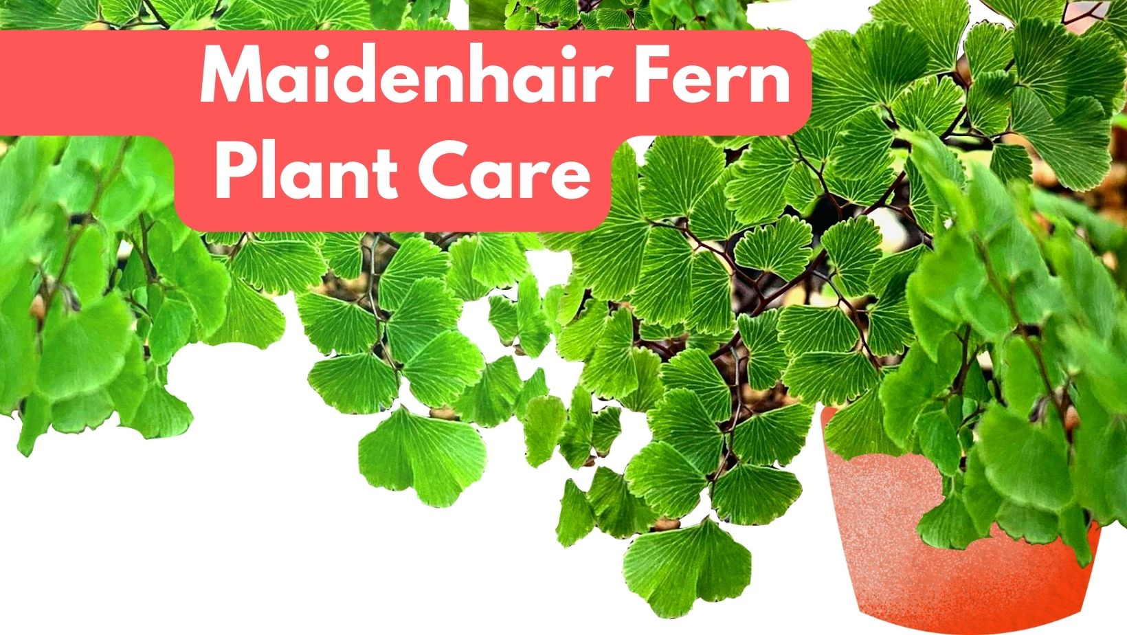 Maidenhair Fern Plant Care