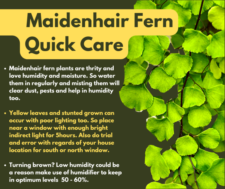 Dying Maidenhair Fern Quick Care & Propagation Plantcare365