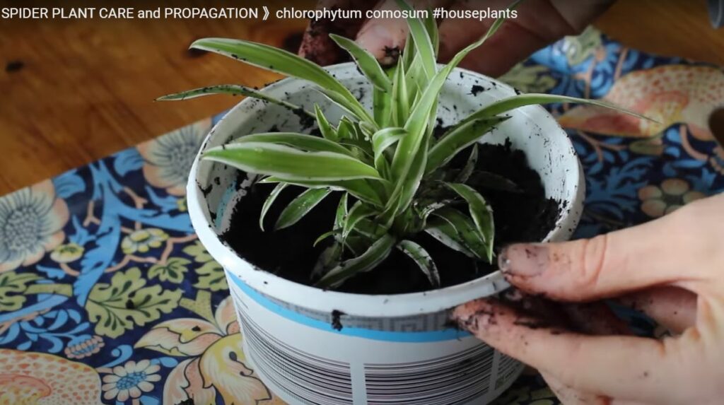 Now the spider plant to a pot with quality potting mix