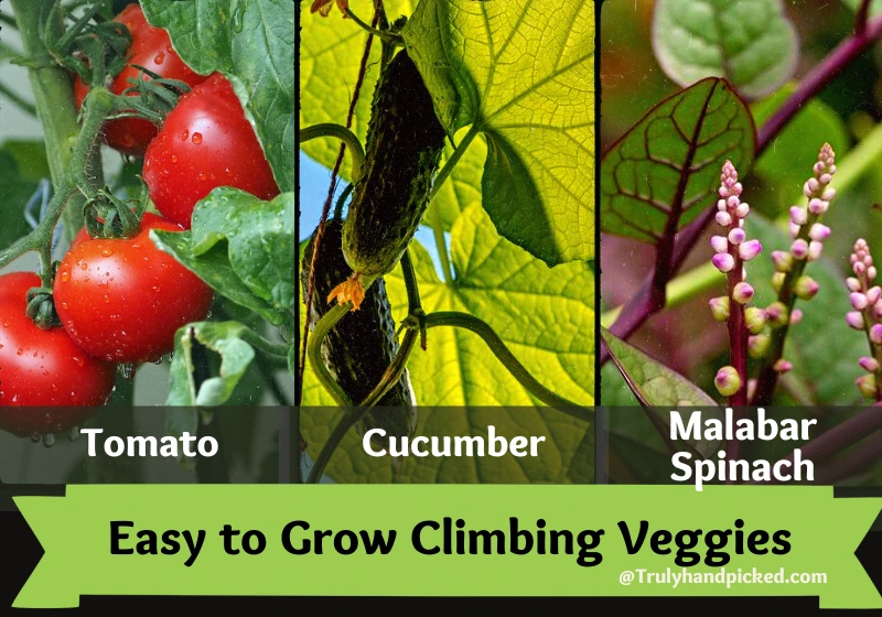 Part 1 Easy to Grow Climbing Trailing Plants Tomato Cucumber Spinach