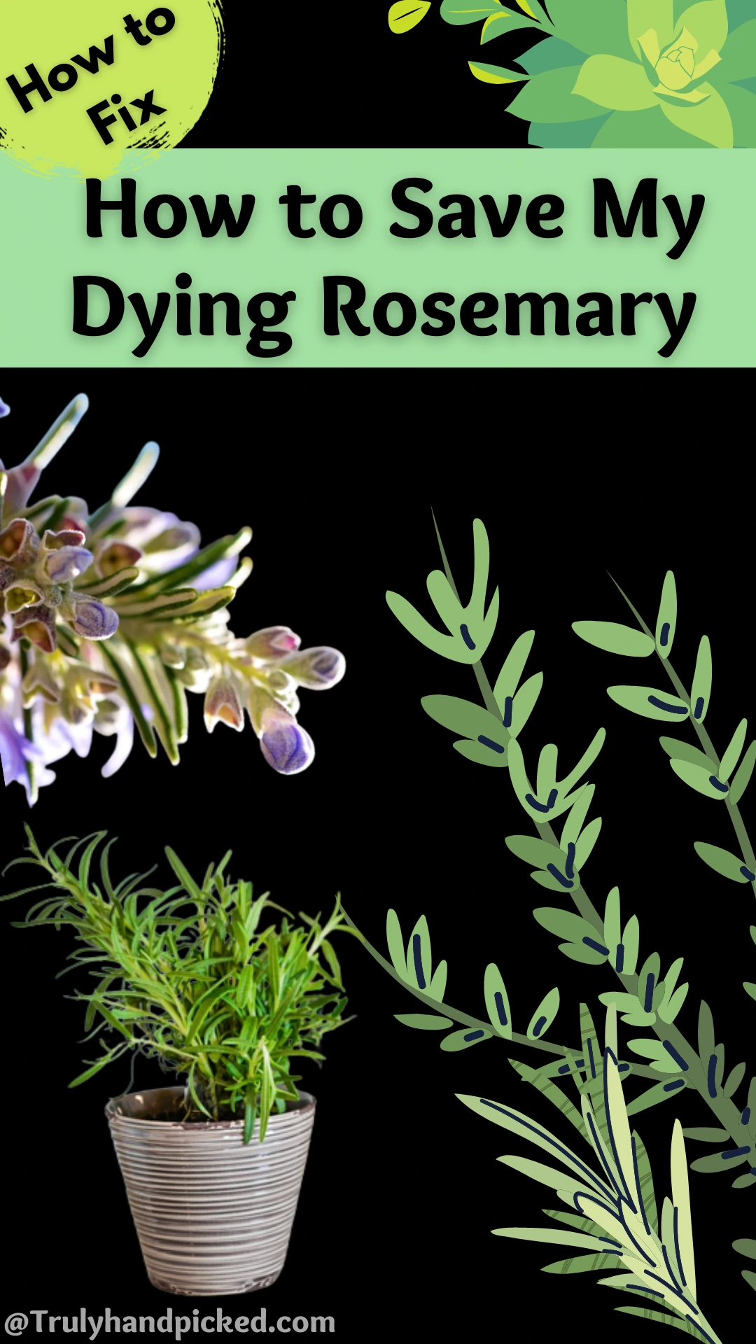 Pinterest Image How to Revive a Dying Rosemary Plant