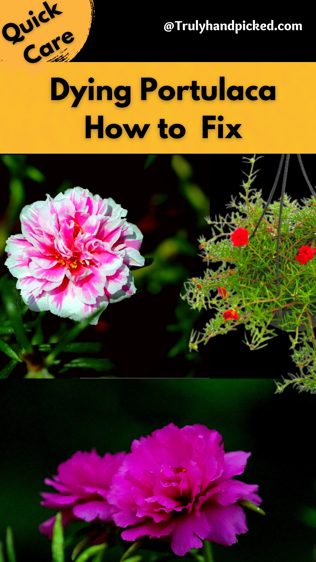 Pinterest Image: How to care for Portulaca Plants - Revive a Dying Portulaca