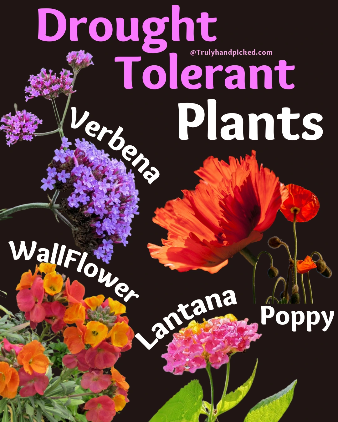 Plants Growing Without Watering Often Lantana Erysimum Poppy Verbena