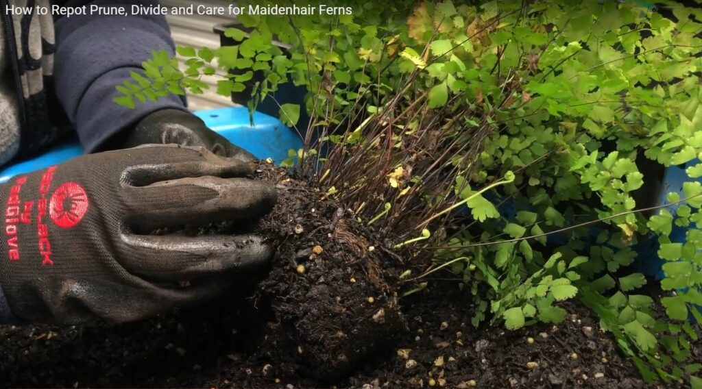 Dying Maidenhair Fern Quick Care & Propagation Plantcare365