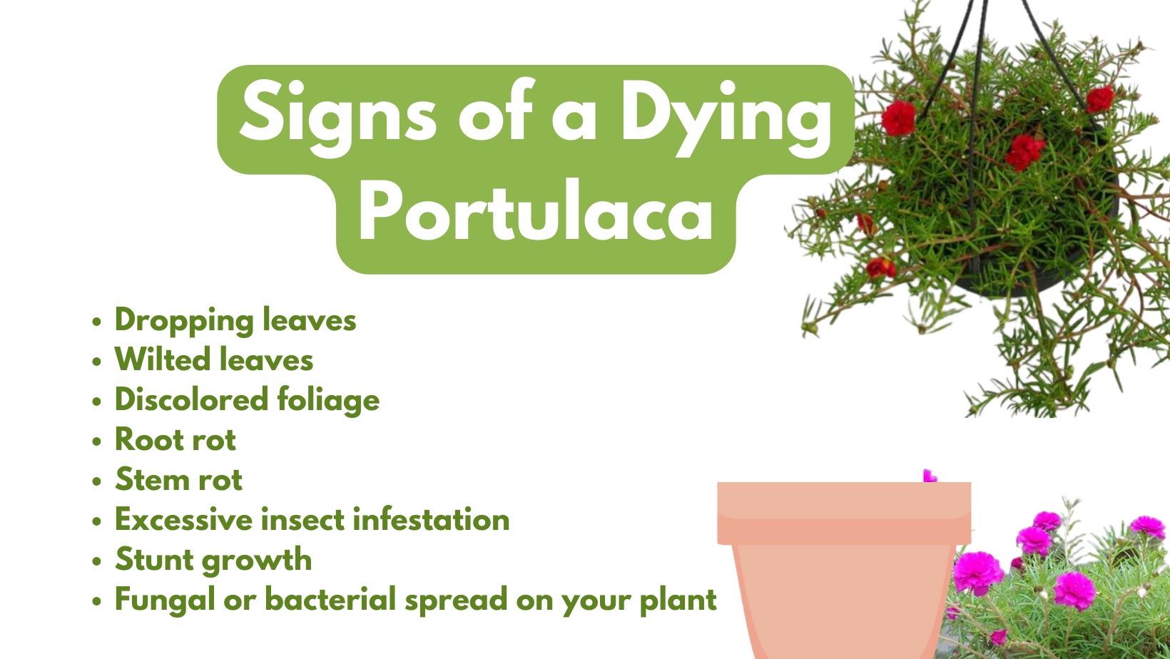 Reasons and Signs of a Dying Portulaca Plant