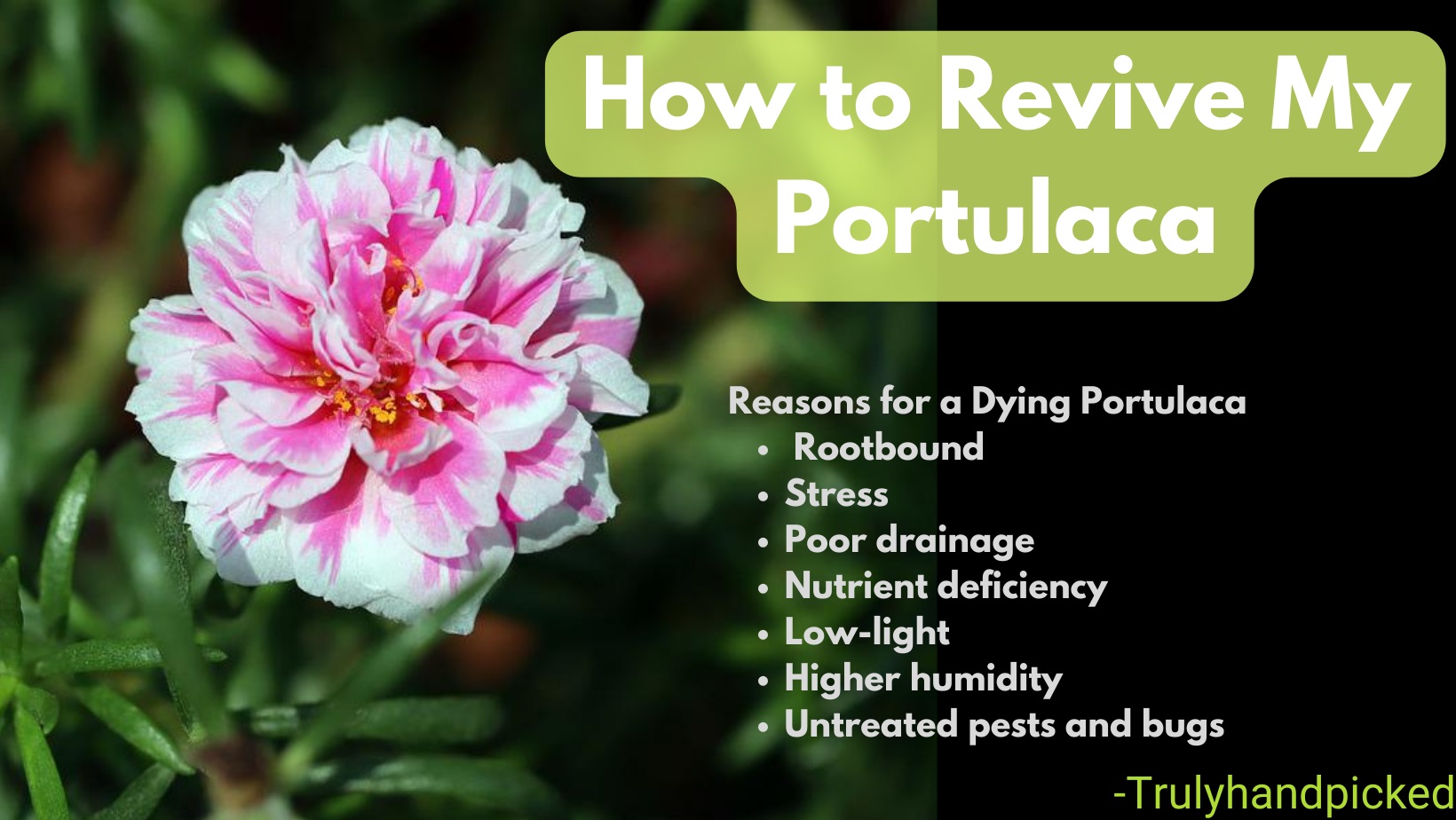 Reasons for Dying Portulaca How to Revive