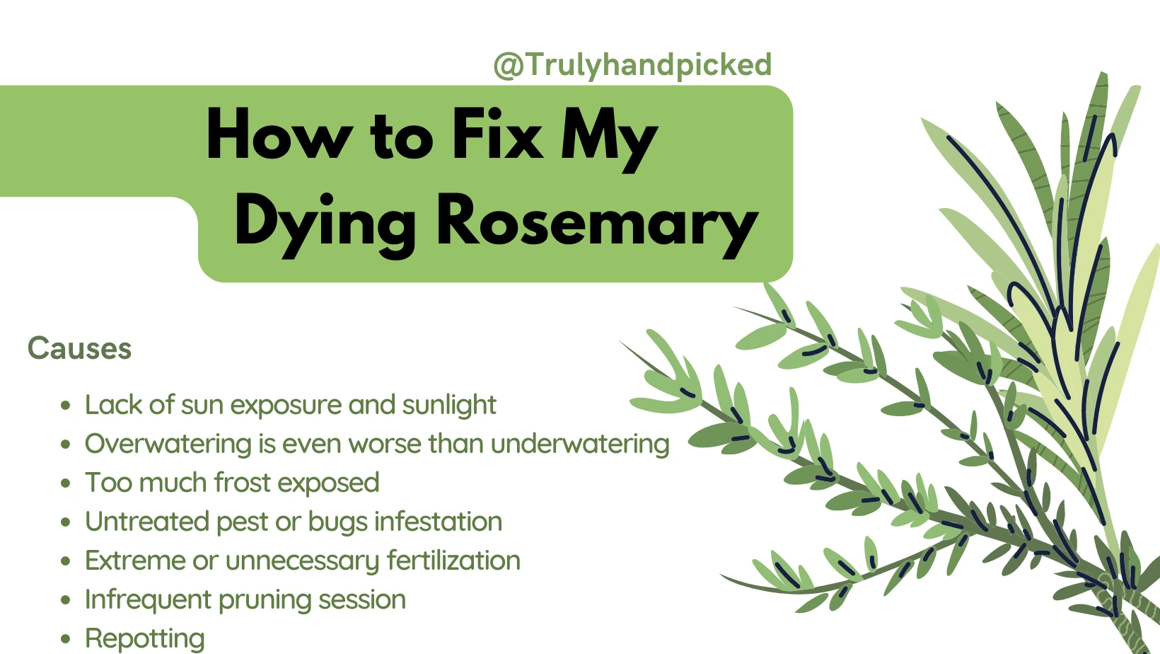 Reasons for a dying rosemary herb plant
