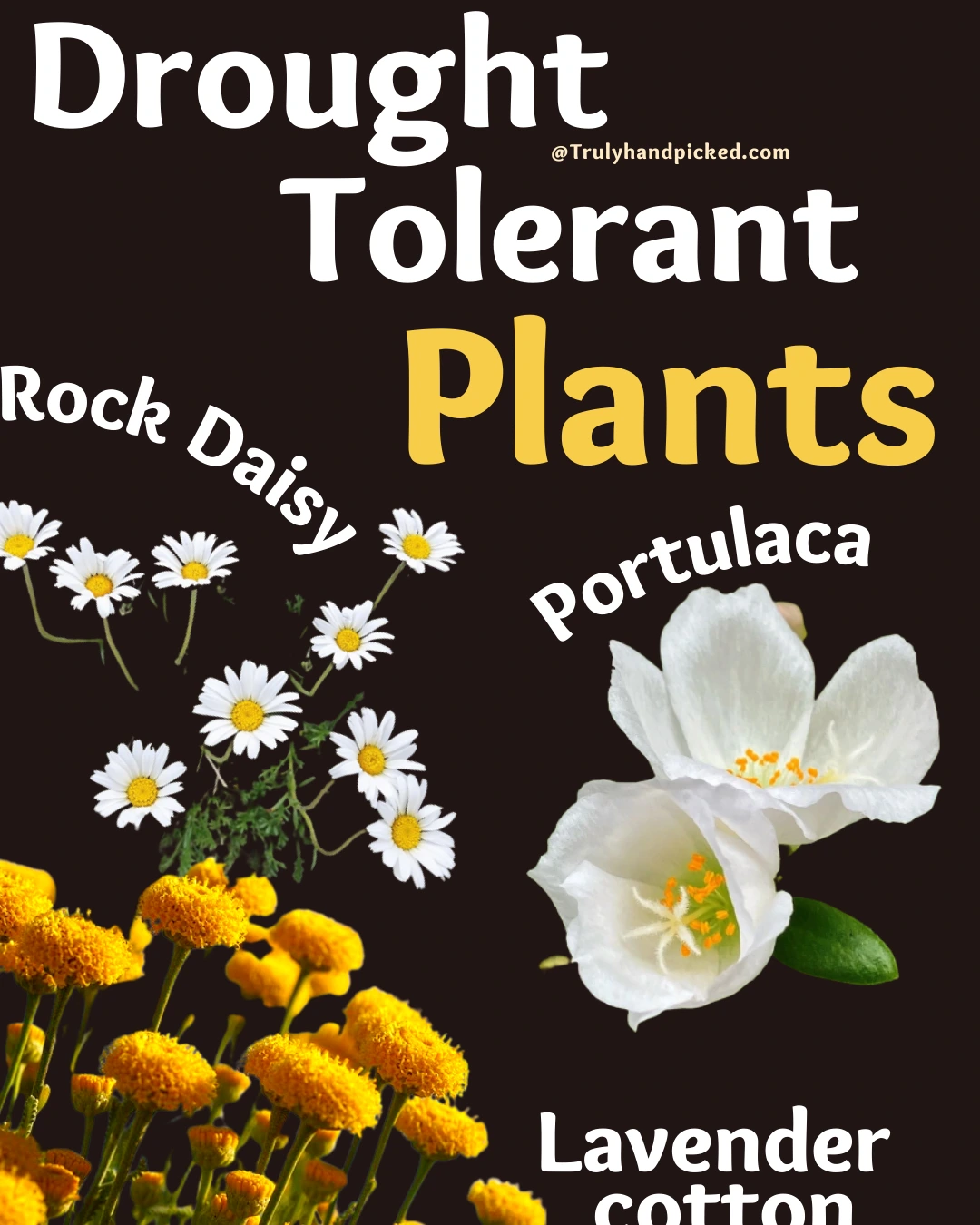 Rock daisy and Few more drought tolerant heat tolerant plants for your garden