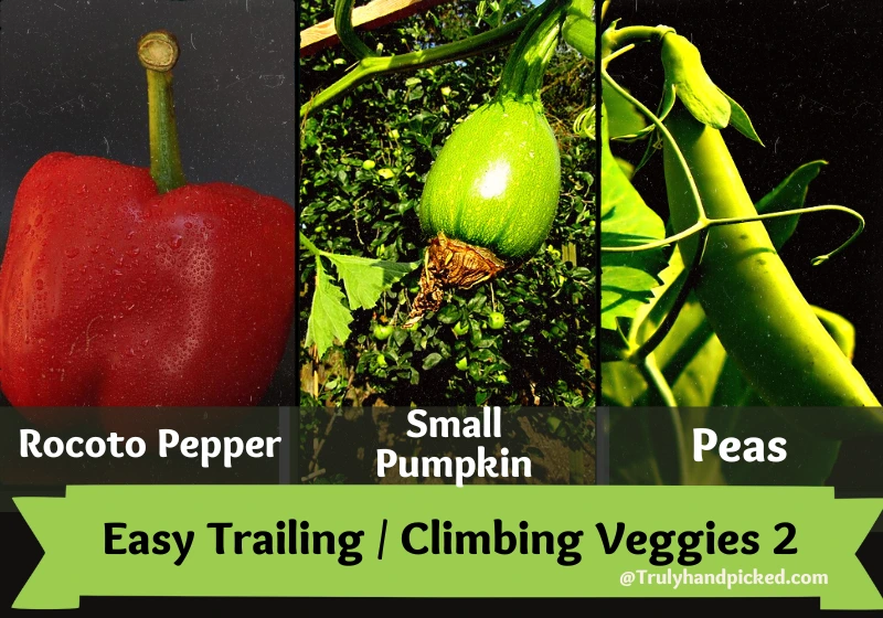Rocto Pepper Small pumpkin and peas Climbing Vegetables 2