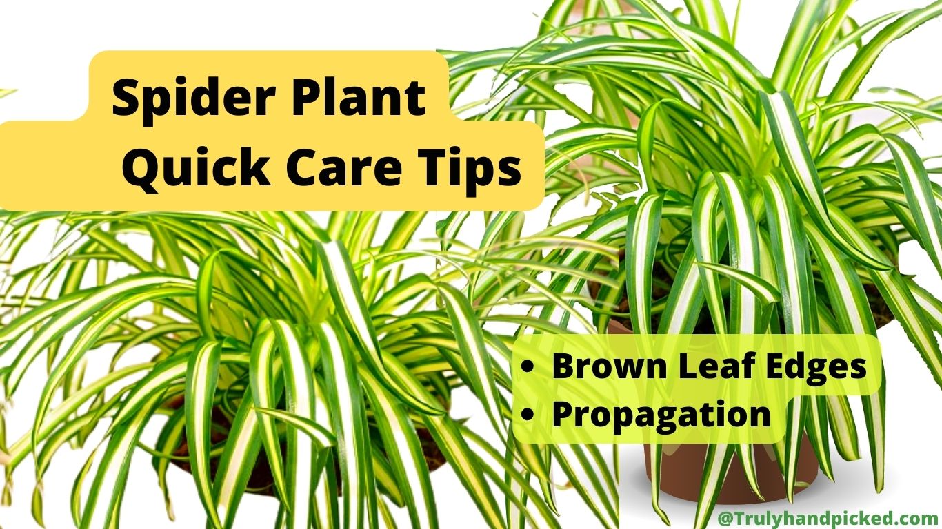 Spider Plant watering soil potting mix and pot quick care tips