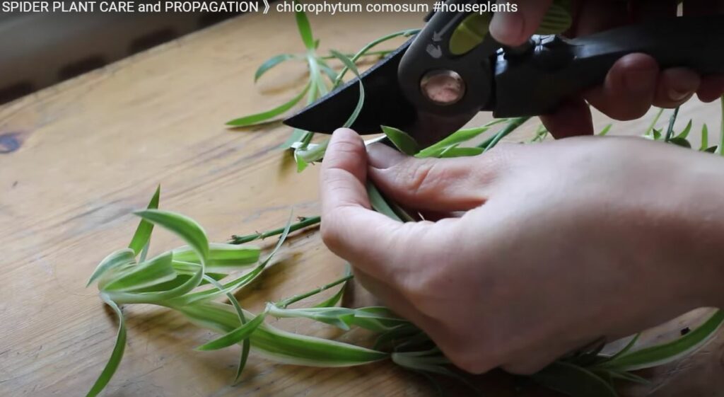 Spider plant propagation baby spider plant cut from mother plant