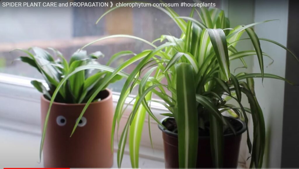Spider plant propagation2