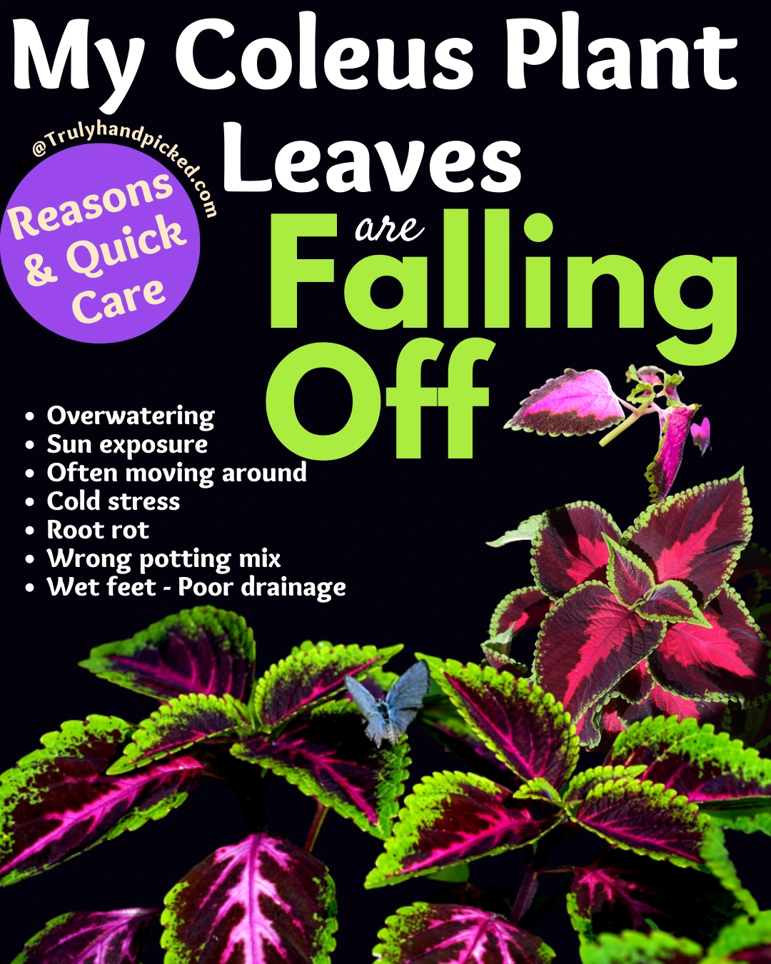 Why my coleus plant leaves are falling off how to fix quick care tips