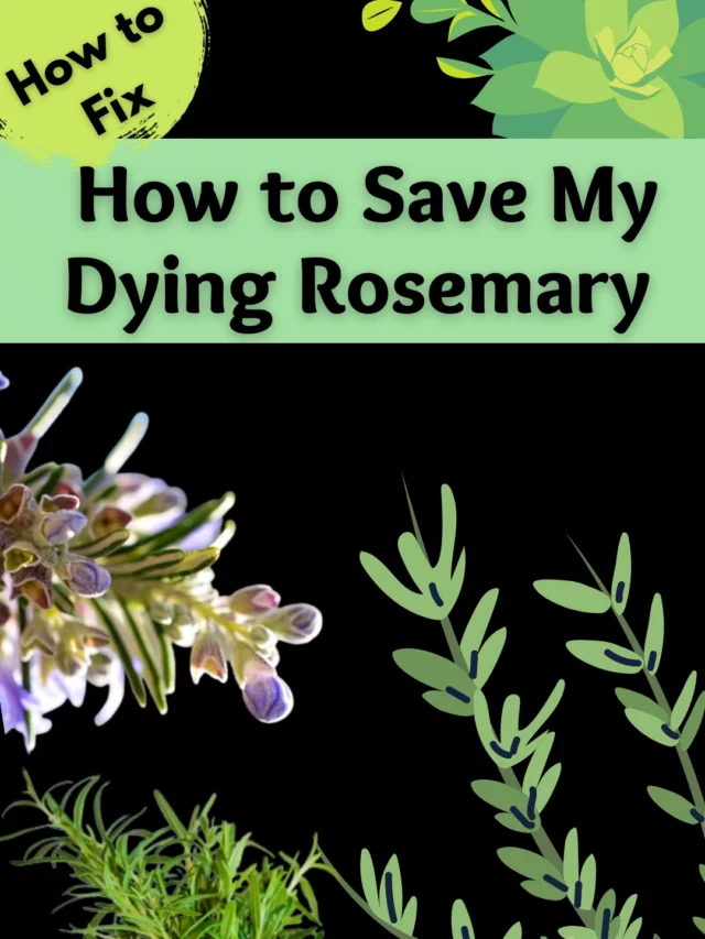 Pinterest Image How to Revive a Dying Rosemary Plant