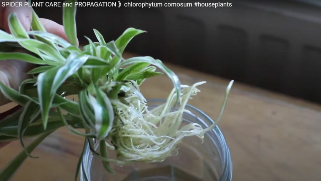 place it in water to let the spider plant babies root