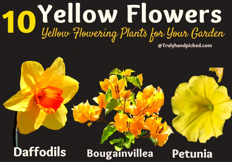 Bougainvillea Daffodils Petunia Yellow Flowering Plants for Garden
