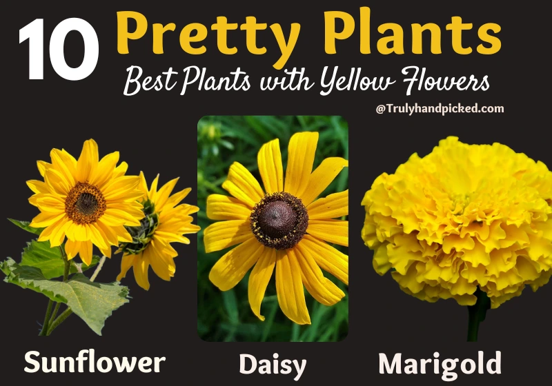 Plants With Yellow Flowers Pests Free Warm Garden Sunflower Daisy Marigold