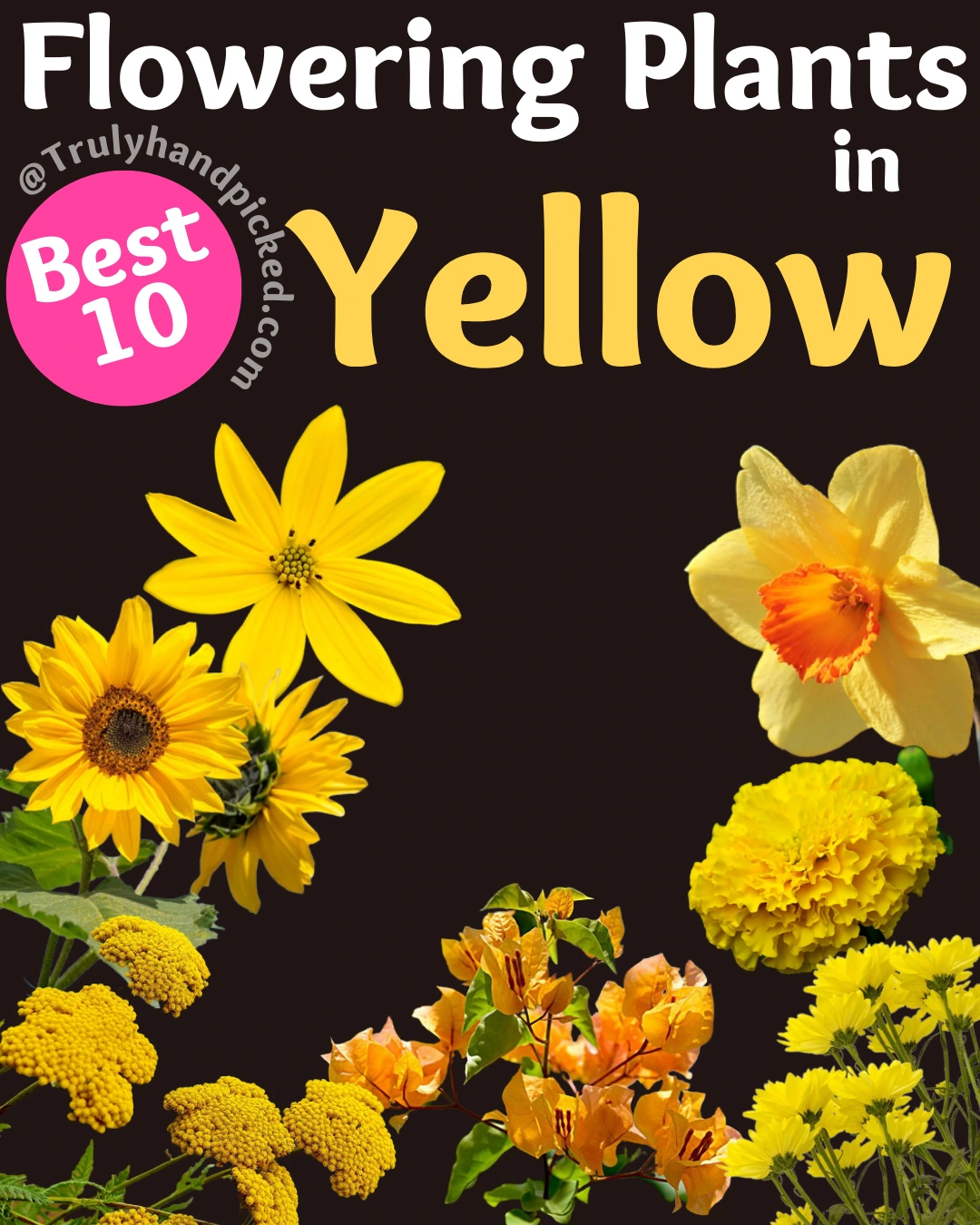 Pretty beautiful yellow flowering plants for your garden 10 best plants