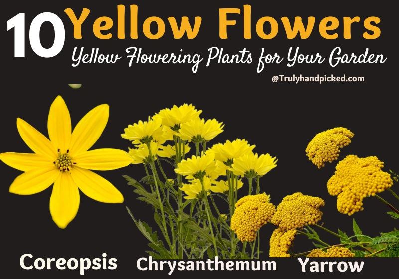 Yellow Flowering Plants for Your Garden Chrysanthemum Yarrow Coreopsis