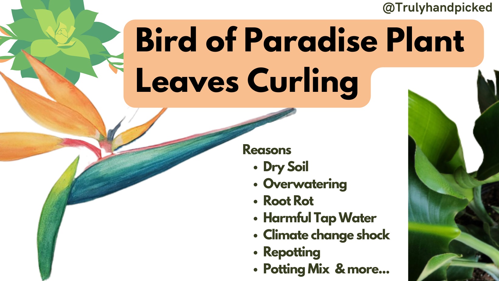Bird of Paradise Curling Leaves Plant Care