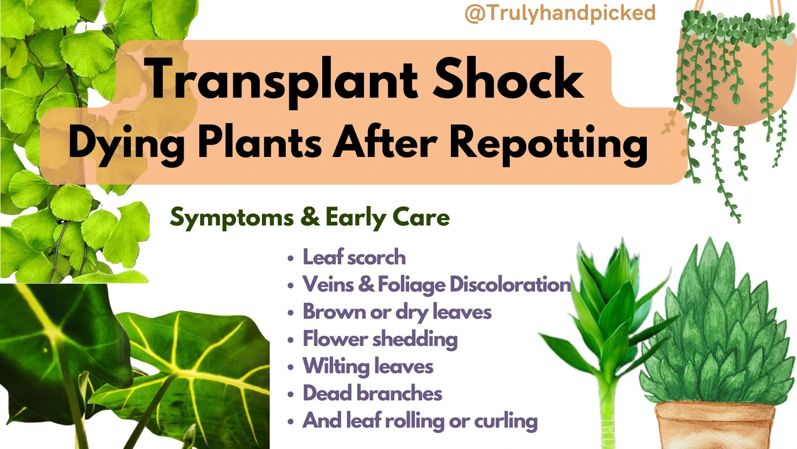 Dying Plant Transplant Shock in Plants Symptoms