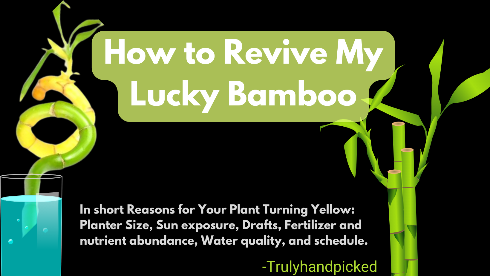 How fix dying lucky bamboo yellowing leaves