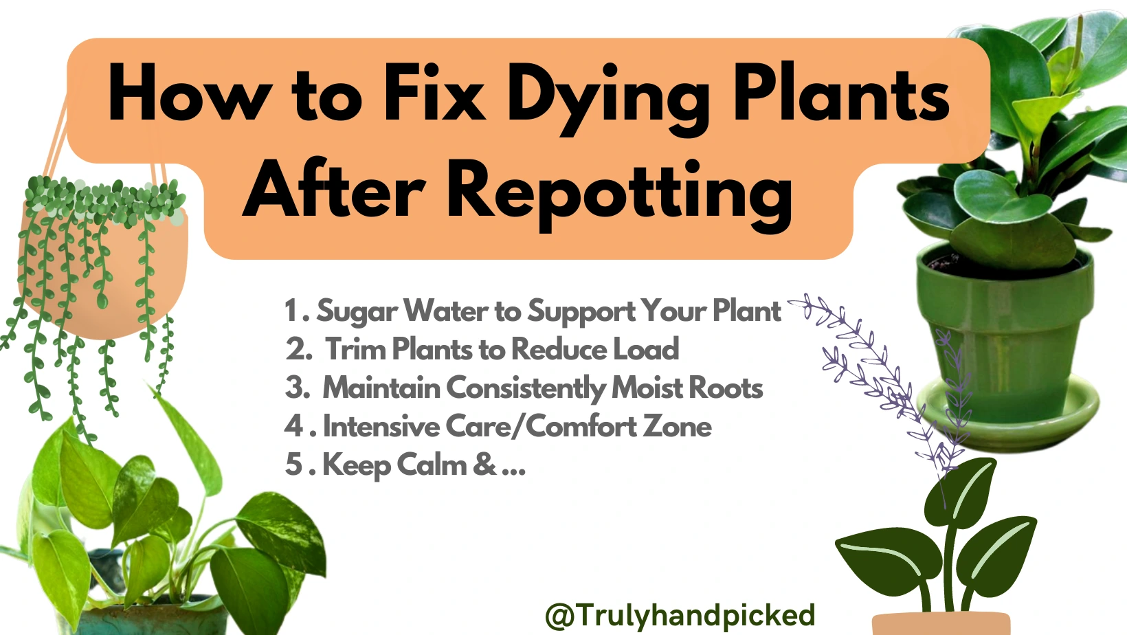 How to Fix Dying Plants after Repotting