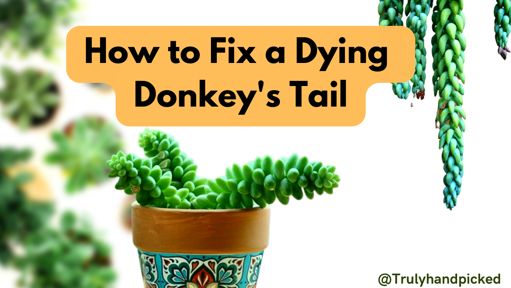 How to Fix a Dying Donkey's tail Succulent Png