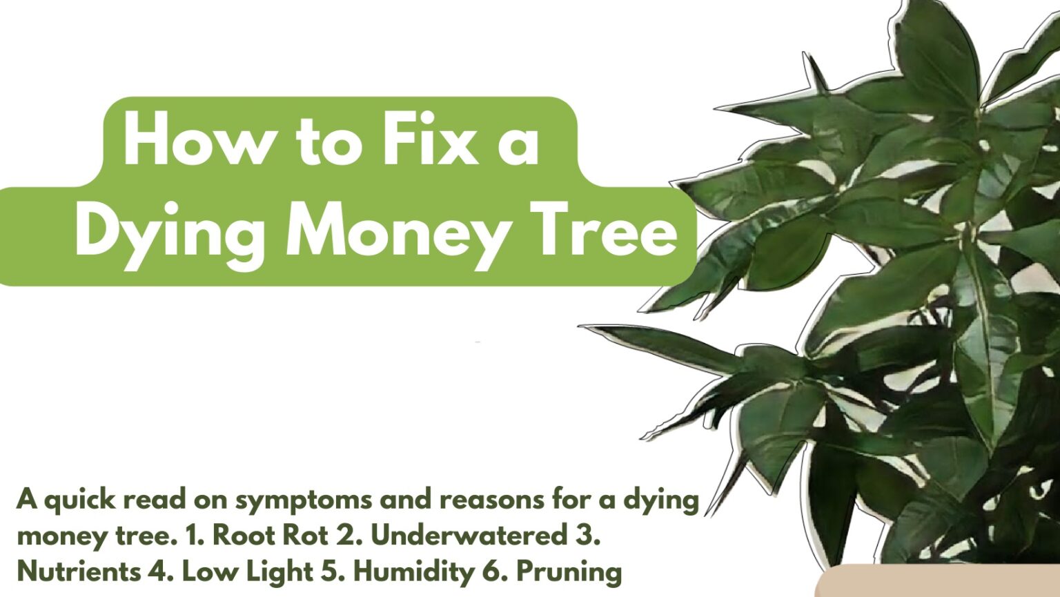 Why My Money Tree is Dying? How to Fix Root Rot PlantCare365