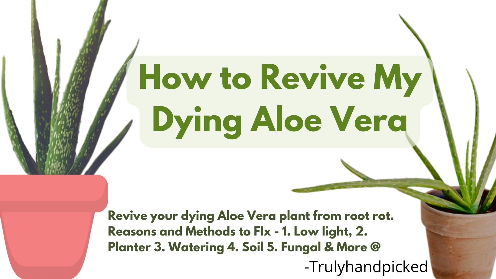 How to Save a Dying Aloe Vera from Root Rot