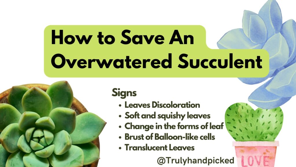 How To Save An Overwatered Succulent (Signs & Fix) Plantcare365