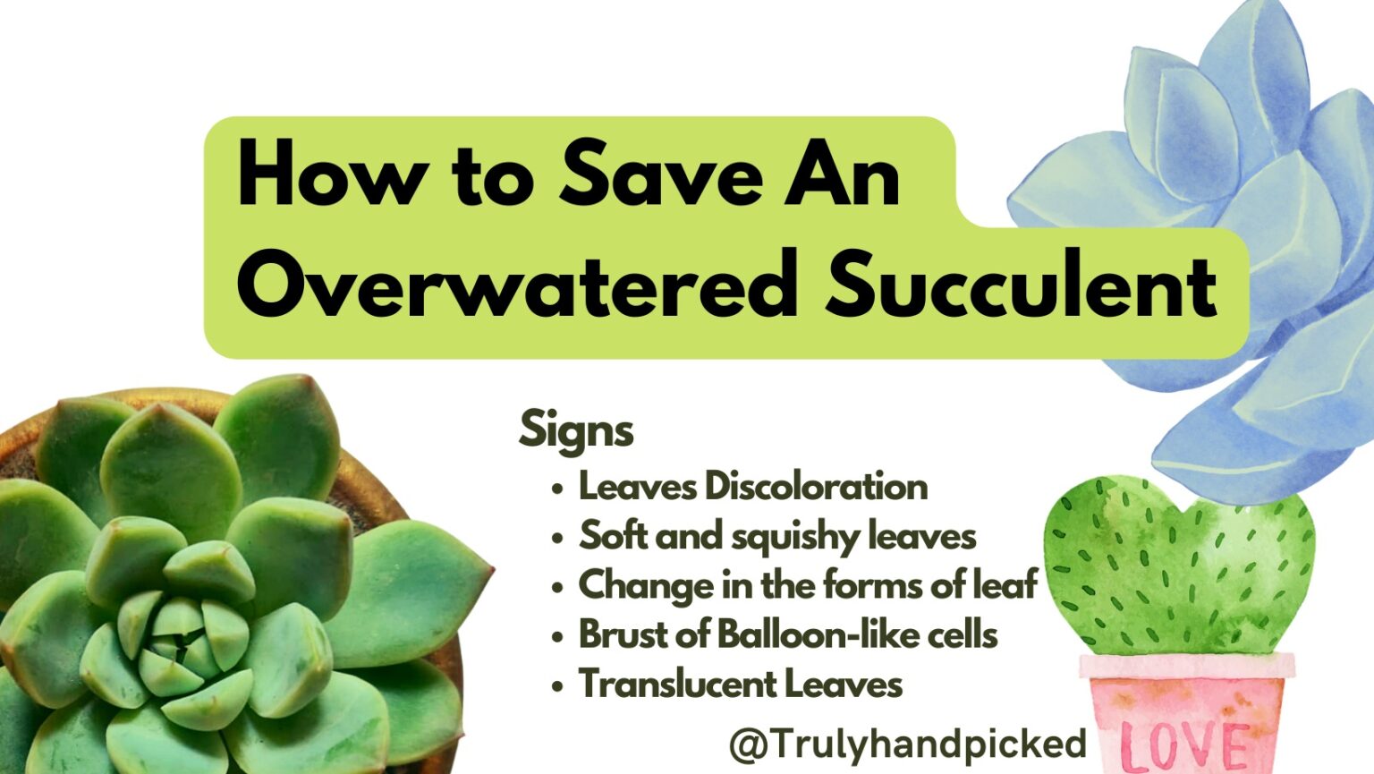 How To Save An Overwatered Succulent (Signs & Fix) Plantcare365