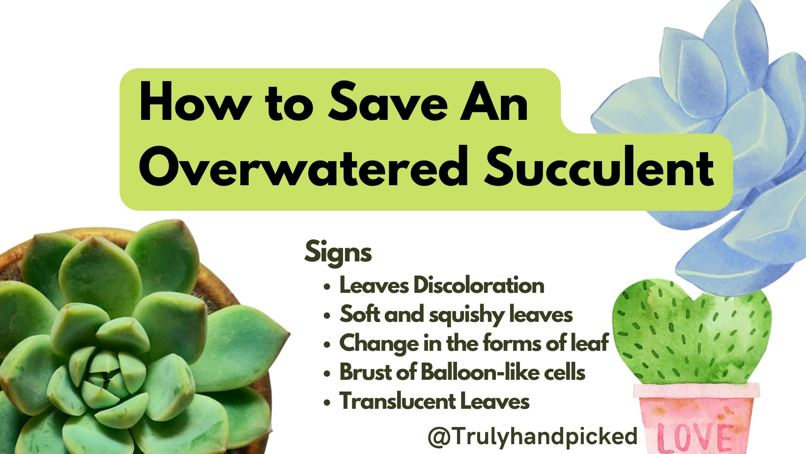 How to Save an Overwatered Succulent Signs of Overwatering