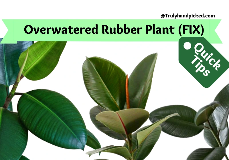 How to Save an overwatered rubber plant step by step