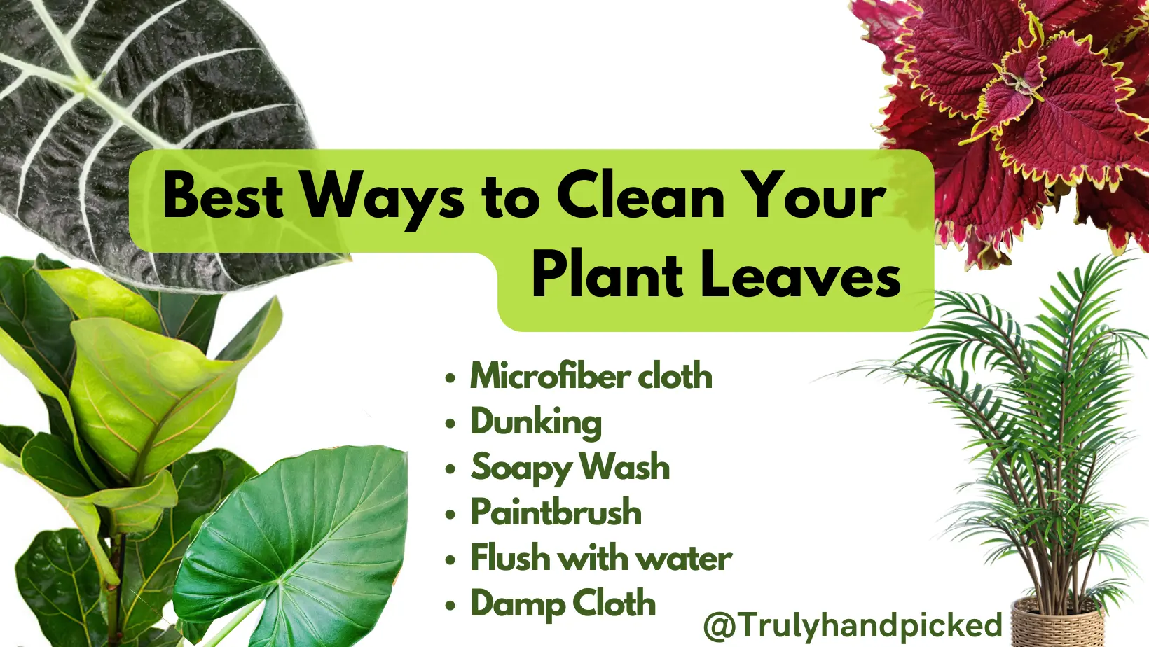 How to clean your plant leaves with water and damp cloth brush